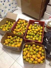 Todo ano parte da produção do pomar era trocada por outros itens