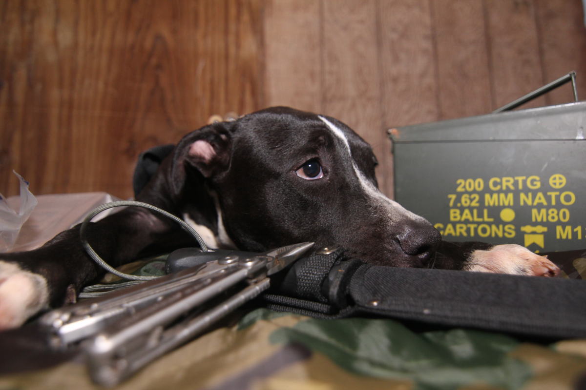 Situação de crise: O cachorro vai ou fica? | Sobrevivencialismo, image size:1200x800