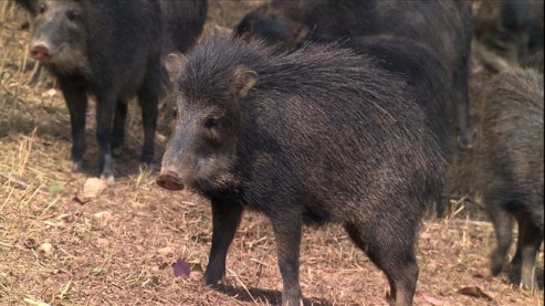 porco-do-mato-10