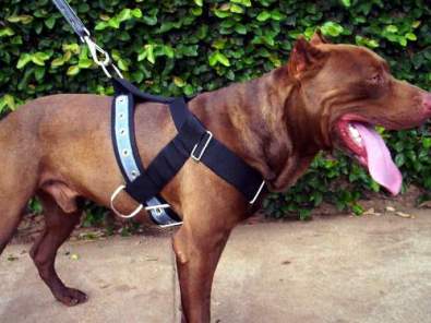 peitoral_tracao_passeio_galeria1