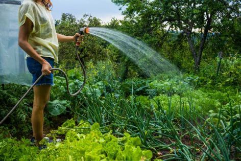 woman-watering-garden-hose-653x0_q80_crop-smart