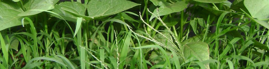 cropped-colchc3a3o-e1401755916199