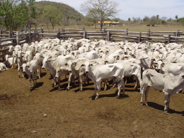 boi-magro-no-curral-full