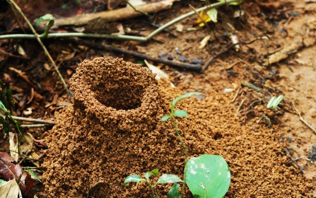 formigueir-blog-da-engenharia